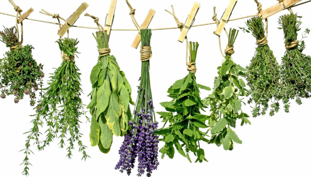 Blog sobre infusiones, tés, tisanas y sus propiedades. Los mejores podcasts.